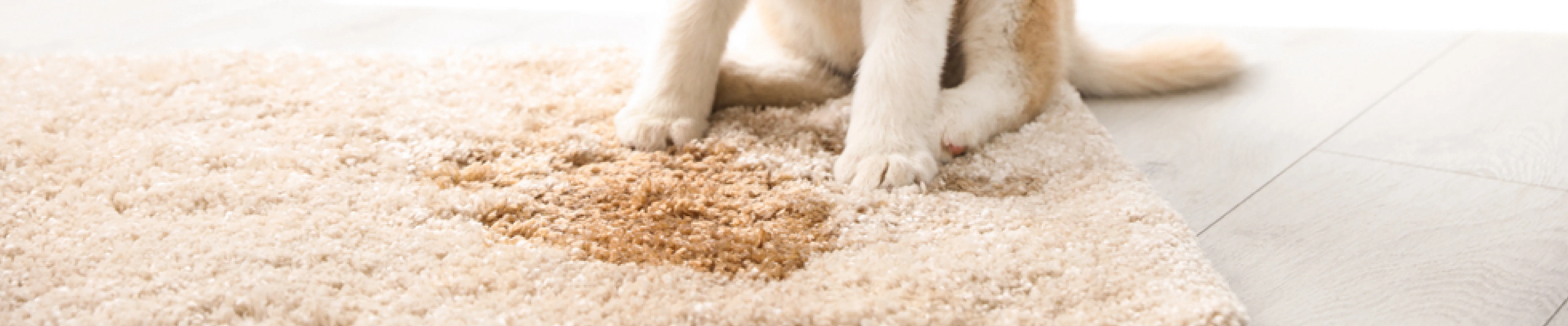 carpet cleaning in queens, carpet cleaning queens, carpet cleaners in queens, carpet cleaners in queens, commercial carpet cleaning, commercial carpet cleaning in queens, queens rug cleaners, rug cleaning services in queens, same day carpet cleaning, same day rug cleaning in queens
